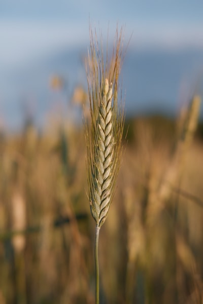 近景摄影中的棕色小麦